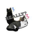 猫さんたちの日常（個別スタンプ：15）