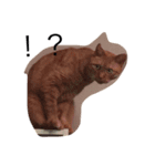 うなぎねこ（個別スタンプ：1）