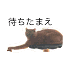 うなぎねこ（個別スタンプ：5）