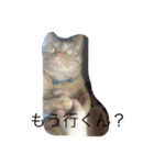 うなぎねこ（個別スタンプ：10）