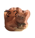 うなぎねこ（個別スタンプ：16）