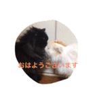 猫と犬だらけ（個別スタンプ：1）