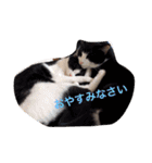 猫と犬だらけ（個別スタンプ：2）
