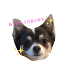 猫と犬だらけ（個別スタンプ：3）