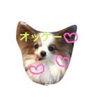 猫と犬だらけ（個別スタンプ：5）