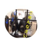 猫と犬だらけ（個別スタンプ：6）