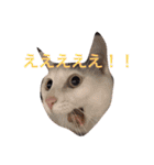 猫と犬だらけ（個別スタンプ：8）