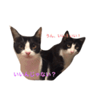 猫と犬だらけ（個別スタンプ：9）