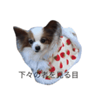 猫と犬だらけ（個別スタンプ：10）