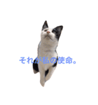 猫と犬だらけ（個別スタンプ：14）