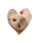 猫と犬だらけ（個別スタンプ：17）
