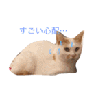 猫と犬だらけ（個別スタンプ：18）
