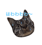 猫と犬だらけ（個別スタンプ：20）