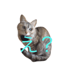 猫と犬だらけ（個別スタンプ：21）