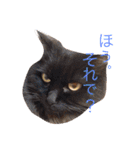 猫と犬だらけ（個別スタンプ：22）