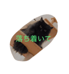 猫と犬だらけ（個別スタンプ：23）