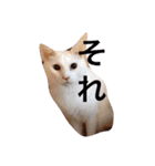 猫と犬だらけ（個別スタンプ：26）