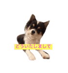 猫と犬だらけ（個別スタンプ：27）