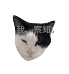 猫と犬だらけ（個別スタンプ：28）