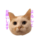 猫と犬だらけ（個別スタンプ：29）