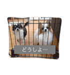 猫と犬だらけ（個別スタンプ：31）
