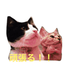 猫と犬だらけ（個別スタンプ：32）