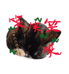 猫と犬だらけ（個別スタンプ：35）