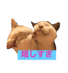 猫と犬だらけ（個別スタンプ：36）