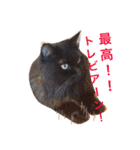 猫と犬だらけ（個別スタンプ：37）