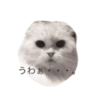猫と犬だらけ（個別スタンプ：38）