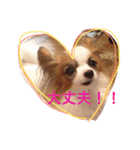 猫と犬だらけ（個別スタンプ：40）