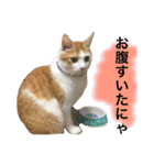 猫写真スタンプ白茶トラのもんちゃん2（個別スタンプ：4）