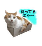 猫写真スタンプ白茶トラのもんちゃん2（個別スタンプ：5）