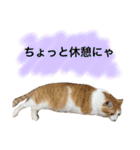 猫写真スタンプ白茶トラのもんちゃん2（個別スタンプ：6）