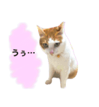 猫写真スタンプ白茶トラのもんちゃん2（個別スタンプ：8）