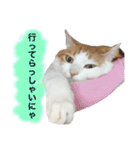 猫写真スタンプ白茶トラのもんちゃん2（個別スタンプ：10）