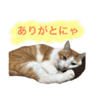 猫写真スタンプ白茶トラのもんちゃん2（個別スタンプ：17）