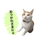 猫写真スタンプ白茶トラのもんちゃん2（個別スタンプ：19）