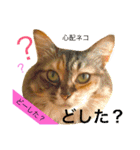 猫のアンより愛を込めて（個別スタンプ：1）
