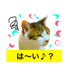猫のアンより愛を込めて（個別スタンプ：2）