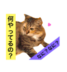 猫のアンより愛を込めて（個別スタンプ：4）