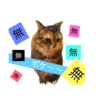 猫のアンより愛を込めて（個別スタンプ：5）