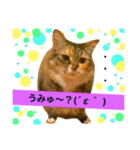 猫のアンより愛を込めて（個別スタンプ：6）