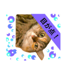 猫のアンより愛を込めて（個別スタンプ：7）