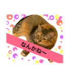 猫のアンより愛を込めて（個別スタンプ：8）