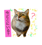 猫のアンより愛を込めて（個別スタンプ：9）