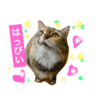 猫のアンより愛を込めて（個別スタンプ：10）