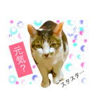 猫のアンより愛を込めて（個別スタンプ：11）