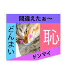猫のアンより愛を込めて（個別スタンプ：12）