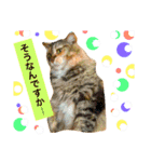 猫のアンより愛を込めて（個別スタンプ：14）